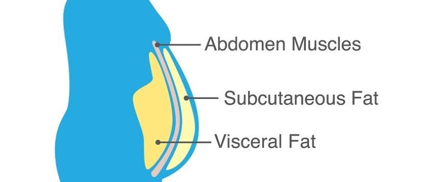 Effects of Visceral Fat Diagram